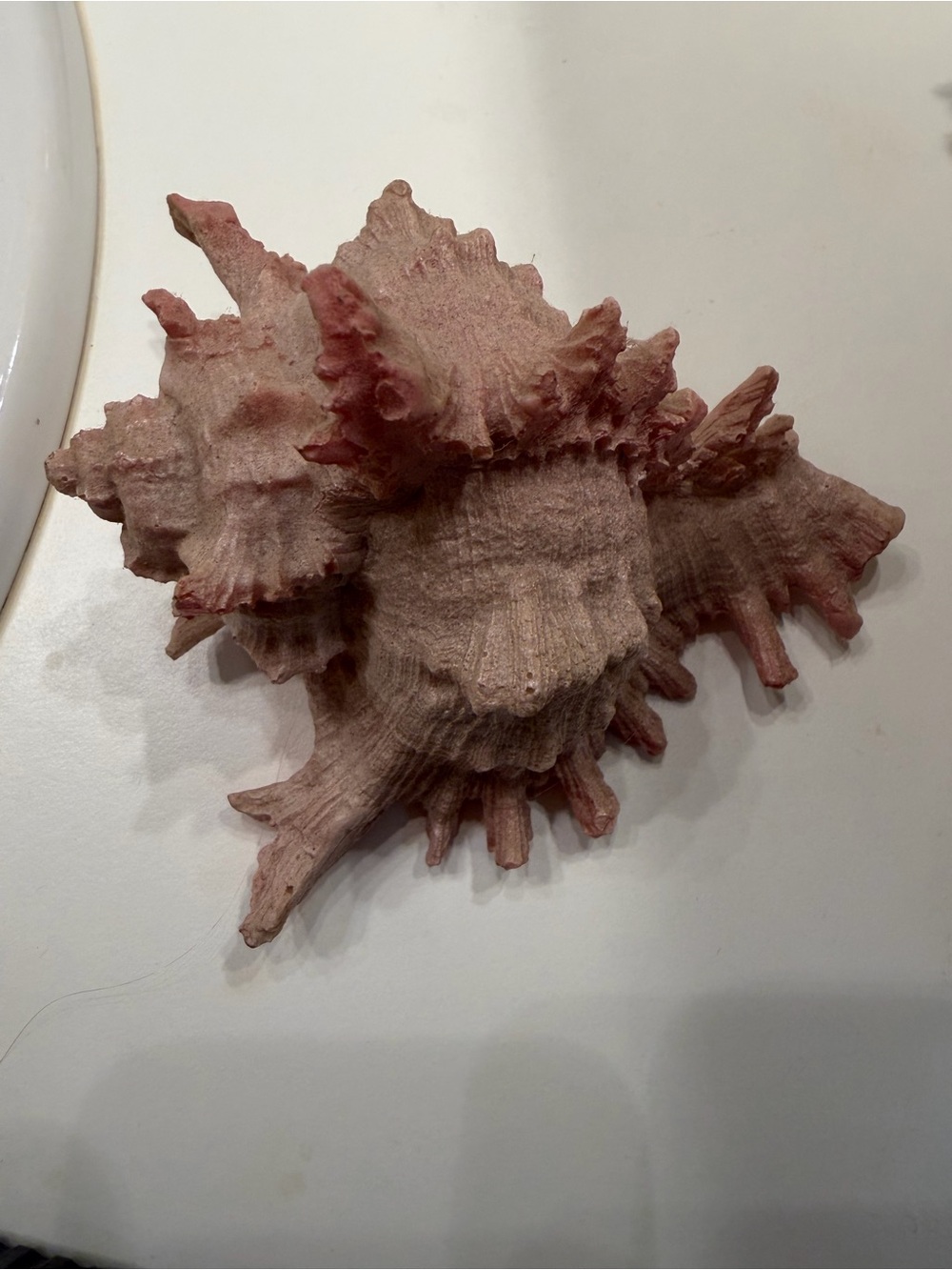 Vintage Decorative Pink Murex Shell Resin Seashell Figurine